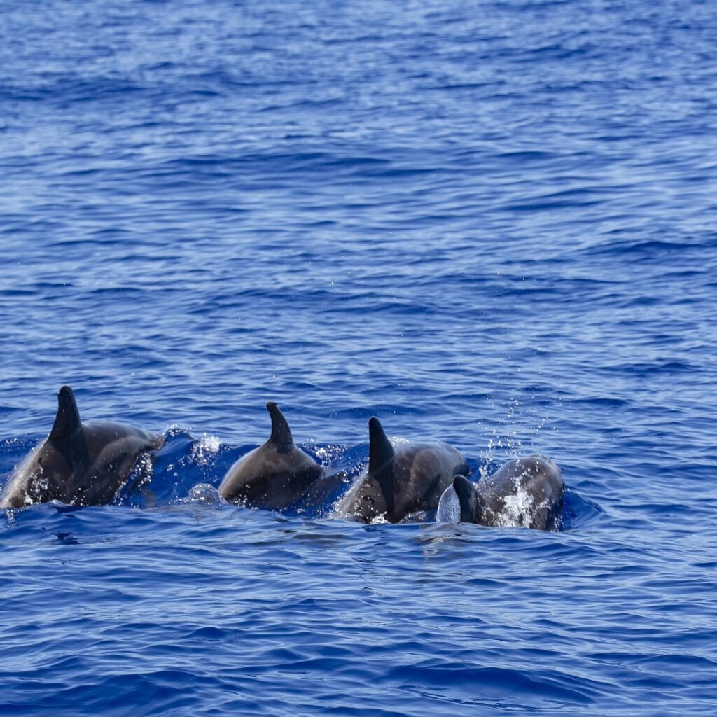 dolphins-4368919_1920